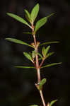 Lowland rotala